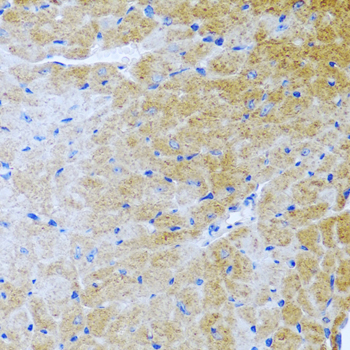 BMP3 Rabbit polyclonal antibody