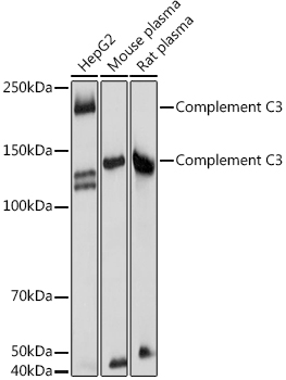 Complement C3 Rabbit polyclonal antibody