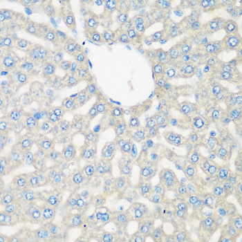 Complement C3 Rabbit polyclonal antibody