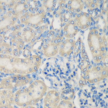 Complement C3 Rabbit polyclonal antibody