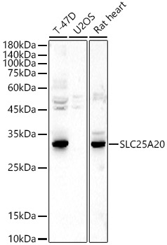 SLC25A20 Rabbit polyclonal antibody