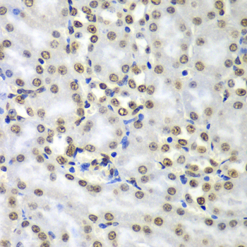 Septin 7 Rabbit polyclonal antibody