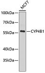 Western blot - CYP4B1 Rabbit pAb (A6894)
