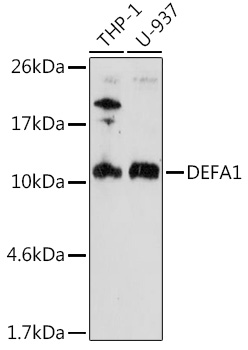 DEFA1 Rabbit polyclonal antibody