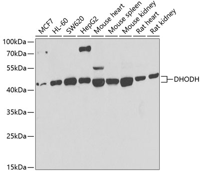 DHODH Rabbit polyclonal antibody
