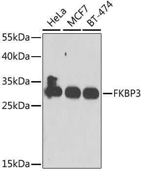 FKBP3 Rabbit polyclonal antibody