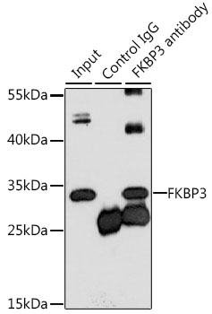 FKBP3 Rabbit polyclonal antibody