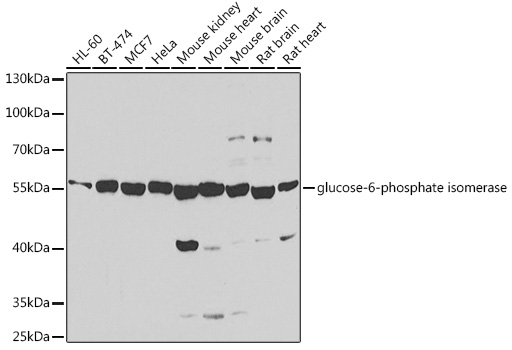 [KD Validated] glucose-6-phosphate isomerase Rabbit polyclonal antibody