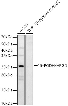 15-PGDH/HPGD Rabbit pAb