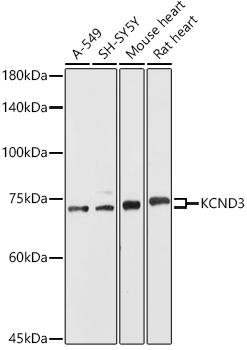 KCND3 Rabbit polyclonal antibody