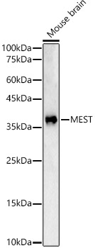 MEST Rabbit polyclonal antibody