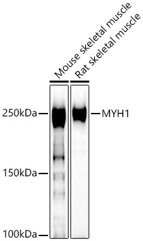 MYH1 Rabbit polyclonal antibody