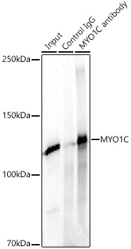 MYO1C Rabbit polyclonal antibody