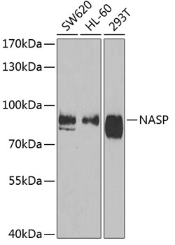 NASP Rabbit polyclonal antibody