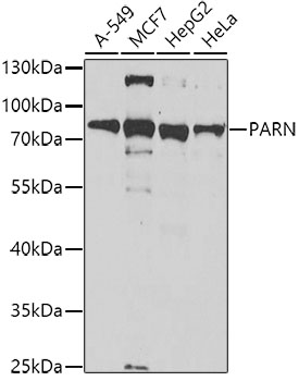 PARN Rabbit polyclonal antibody