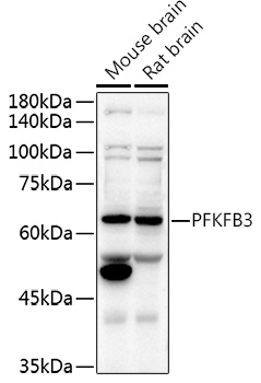 PFKFB3 Rabbit polyclonal antibody