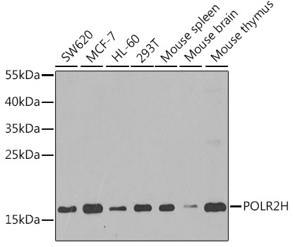 POLR2H Rabbit polyclonal antibody