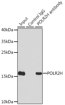 POLR2H Rabbit polyclonal antibody