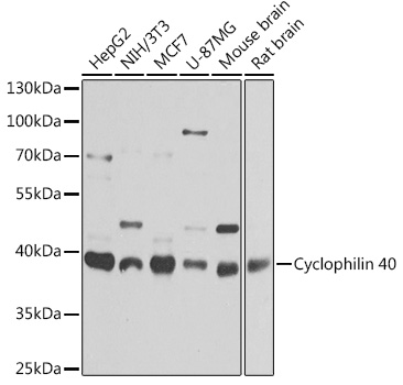 Cyclophilin 40 Rabbit polyclonal antibody