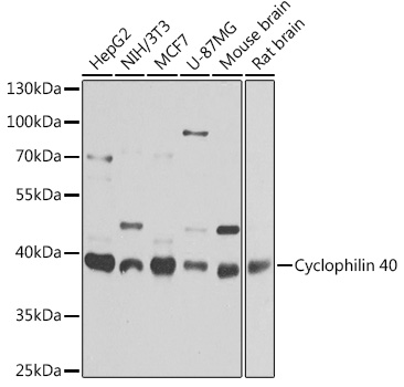 Cyclophilin 40 Rabbit pAb