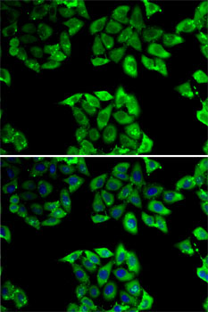 Cyclophilin 40 Rabbit polyclonal antibody