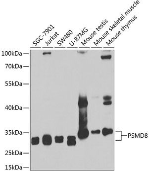 PSMD8 Rabbit polyclonal antibody