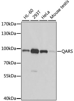 QARS Rabbit polyclonal antibody