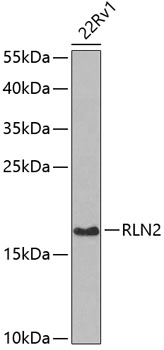 RLN2 Rabbit polyclonal antibody