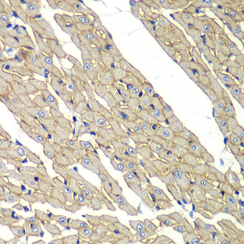 Delta-sarcoglycan (SGCD) Rabbit polyclonal antibody