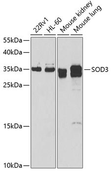 SOD3 Rabbit polyclonal antibody