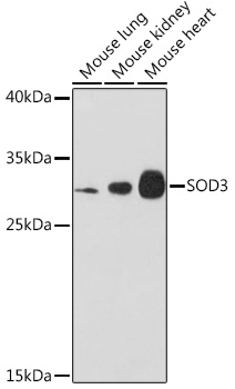 SOD3 Rabbit polyclonal antibody