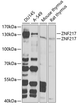 ZNF217 Rabbit polyclonal antibody