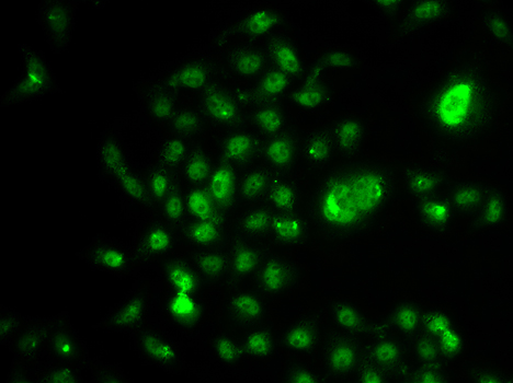 NELFE Rabbit polyclonal antibody