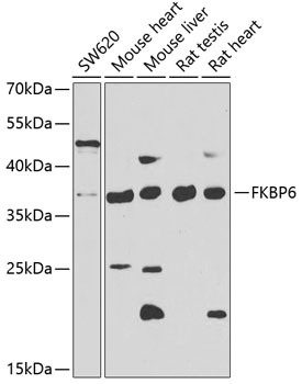 FKBP6 Rabbit polyclonal antibody