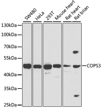 COPS3 Rabbit polyclonal antibody