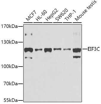EIF3C Rabbit polyclonal antibody