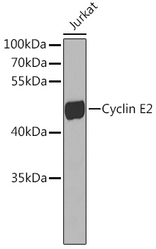 Cyclin E2 Rabbit pAb