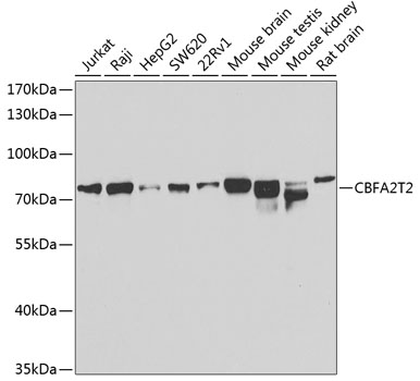 CBFA2T2 Rabbit polyclonal antibody