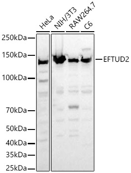 EFTUD2 Rabbit polyclonal antibody