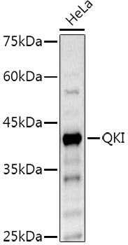 QKI Rabbit polyclonal antibody