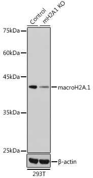 [KO Validated] macroH2A.1 Rabbit polyclonal antibody