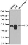 Western blot - GJC1 Rabbit pAb (A7053)