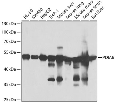 PDIA6 Rabbit polyclonal antibody