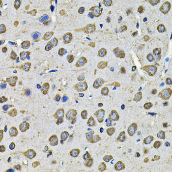 PDIA6 Rabbit polyclonal antibody