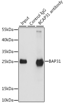 BAP31 Rabbit polyclonal antibody