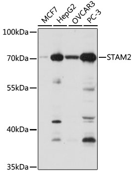 STAM2 Rabbit polyclonal antibody