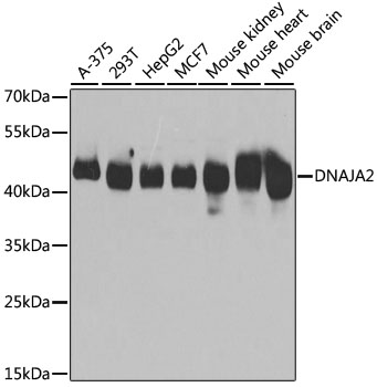 DNAJA2 Rabbit polyclonal antibody