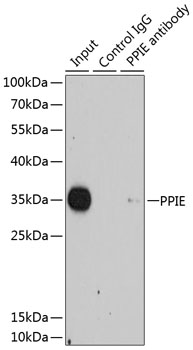 PPIE Rabbit polyclonal antibody
