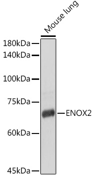 ENOX2 Rabbit polyclonal antibody