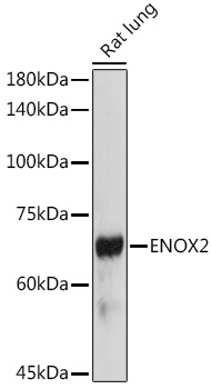 ENOX2 Rabbit polyclonal antibody